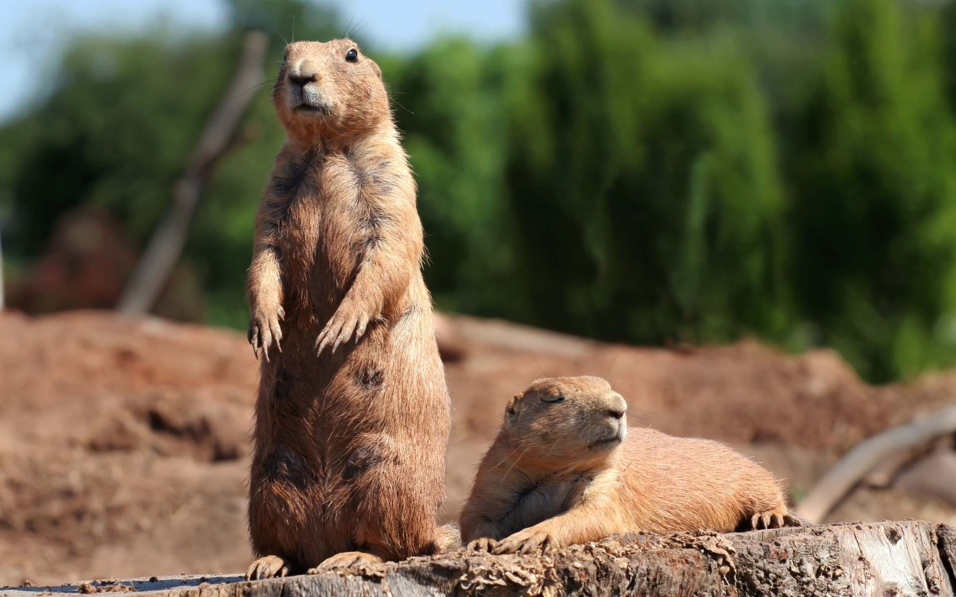 animais mamífero vida selvagem natureza selvagem animal ao ar livre pele fofa jardim zoológico preservação roedor