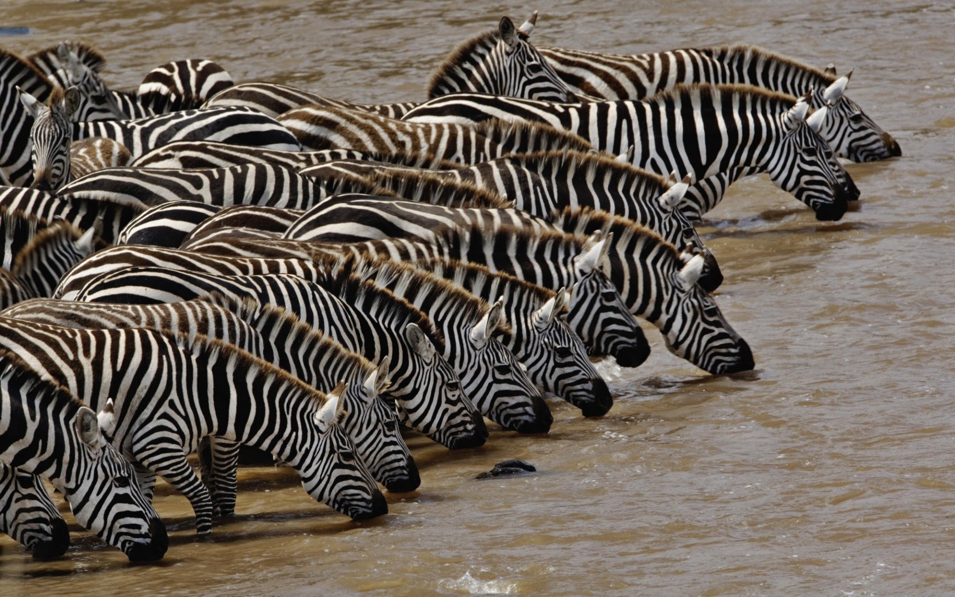 animaux zèbre safari faune bande nature mammifère sauvage élevage de chevaux tête modèle zoo animal herbivore conservation savane