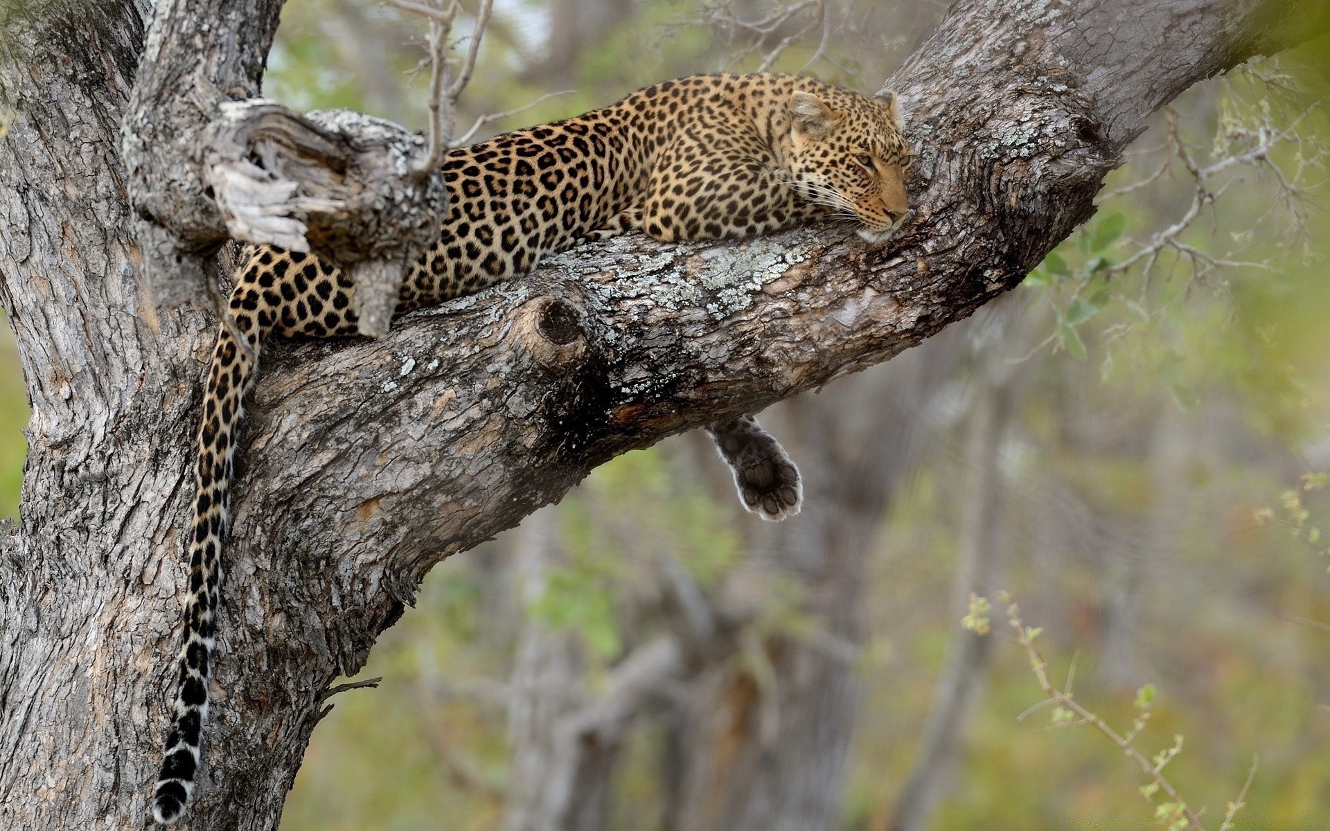 animales vida silvestre naturaleza árbol animal salvaje al aire libre mamífero madera depredador medio ambiente primer plano