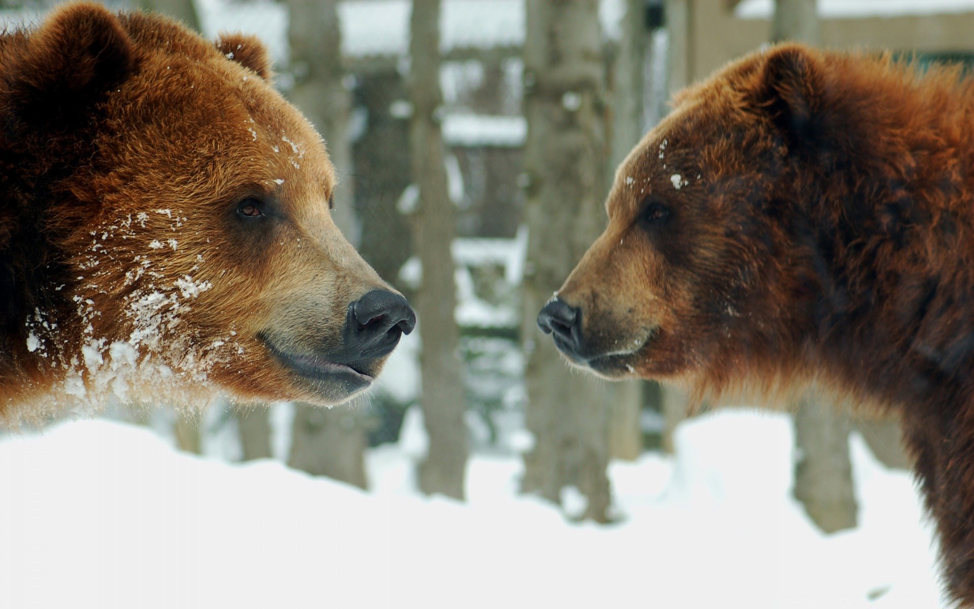 animals mammal animal portrait dog wildlife canine fur cute looking head nature outdoors