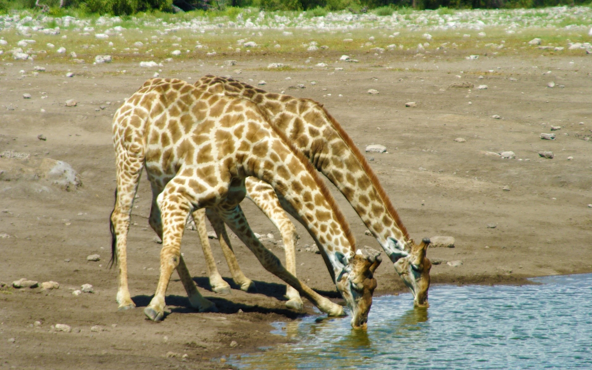 animals wildlife nature mammal wild animal outdoors safari water environment grass