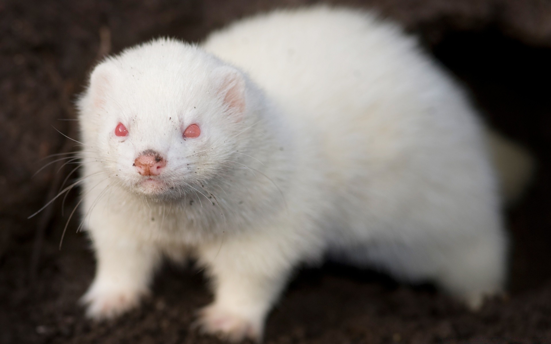 animales mamífero lindo pequeño vida silvestre pelaje animal