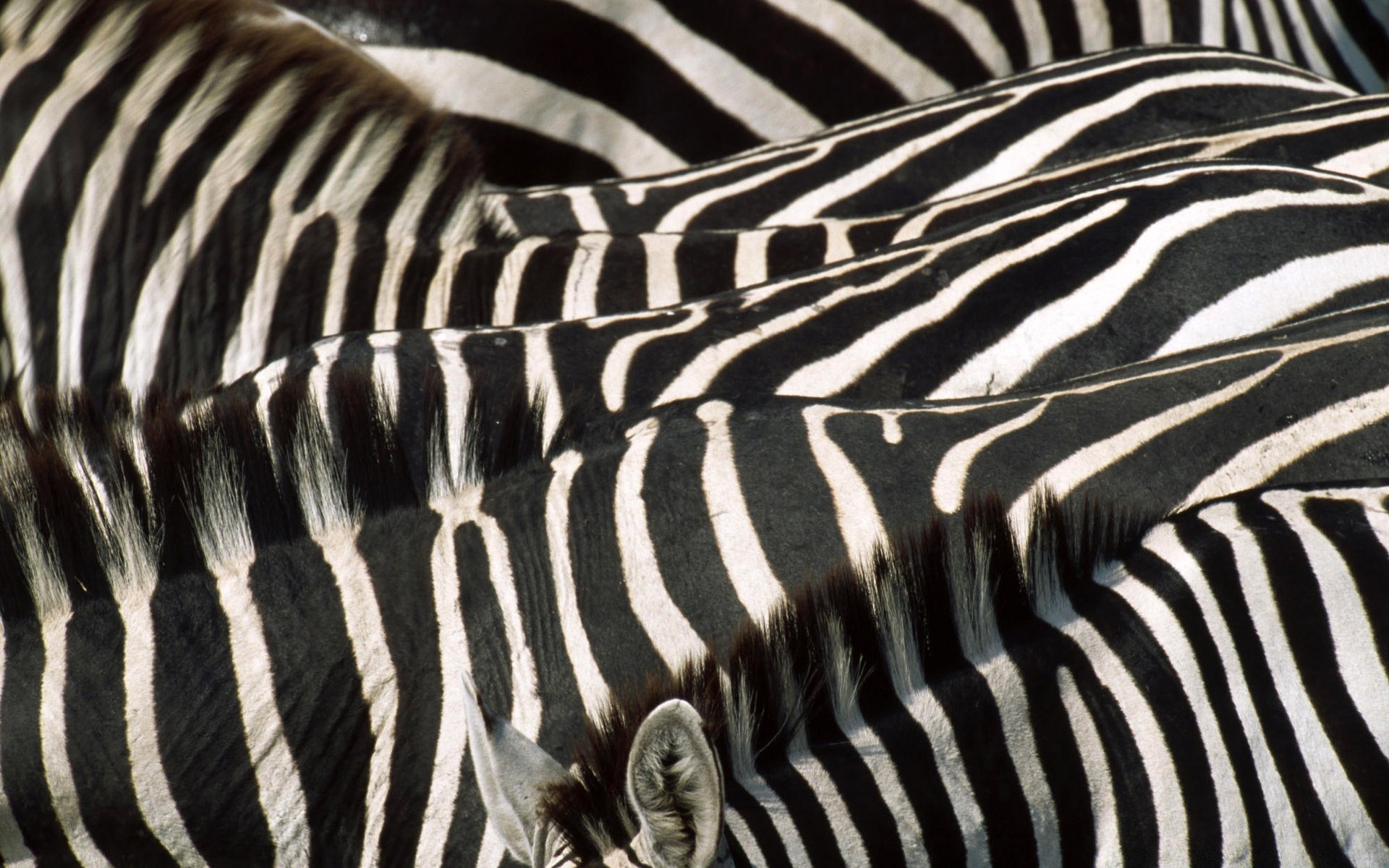 zwierzęta zebra pasek safari hodowla koni sawanna wzór kamuflaż zoo ssak dzika przyroda pasiasty serengeti pulpit dziki natura roślinożerca zwierzę mane