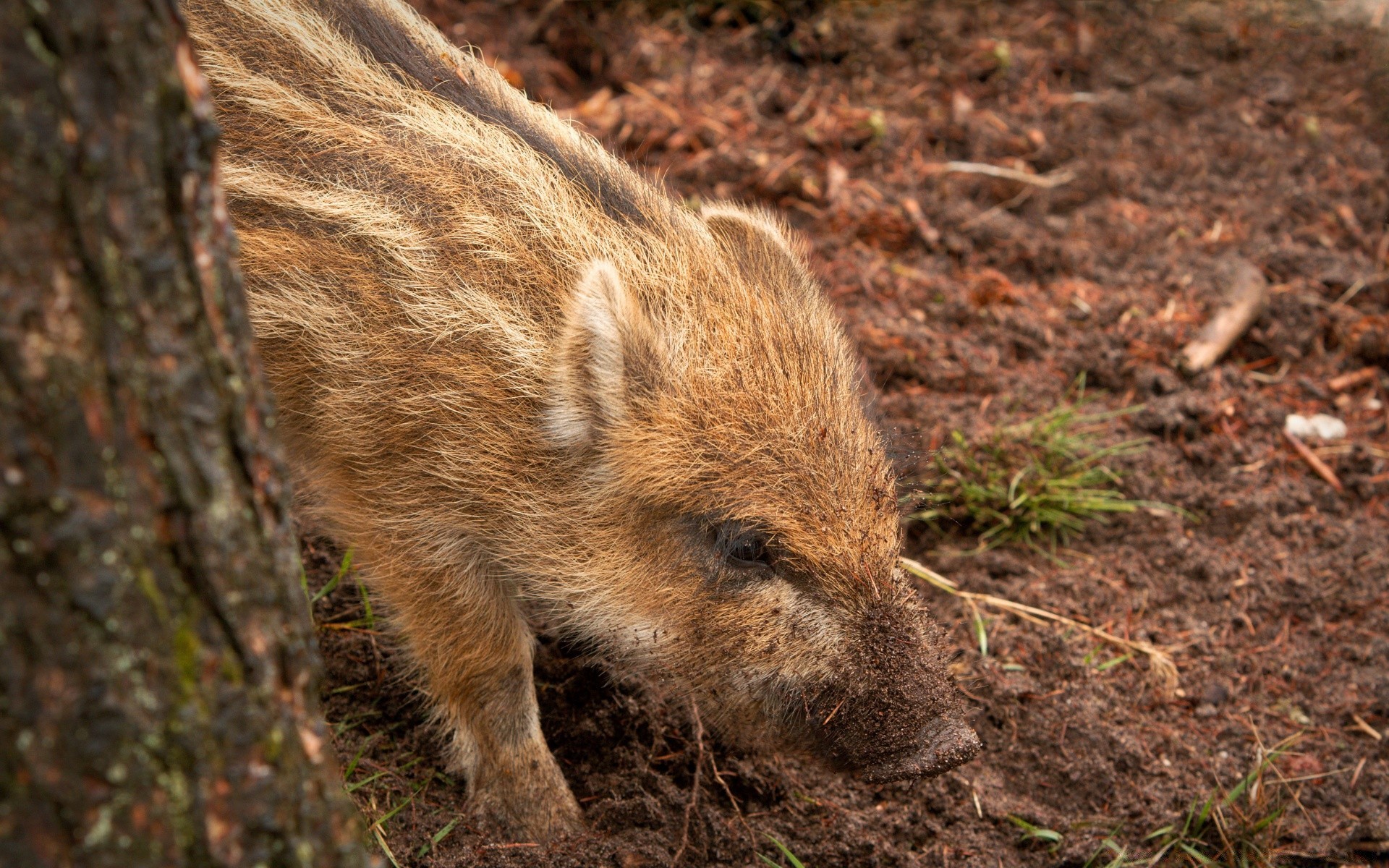 animaux faune mammifère nature sauvage bois animal prédateur fourrure environnement à l extérieur herbe chasse sanglier