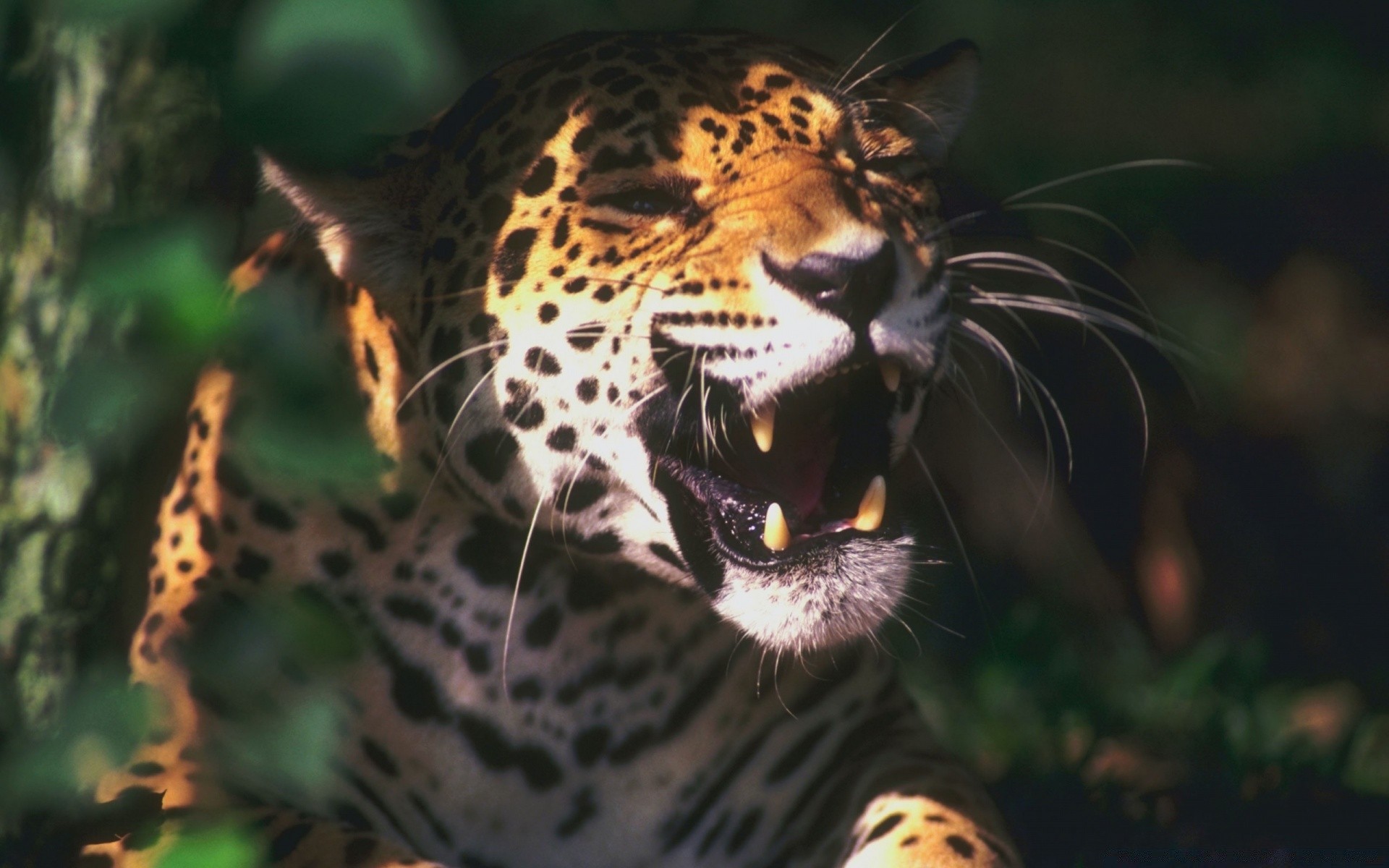 animales vida silvestre naturaleza tigre gato leopardo retrato al aire libre zoológico mamífero selva solo salvaje animal camuflaje