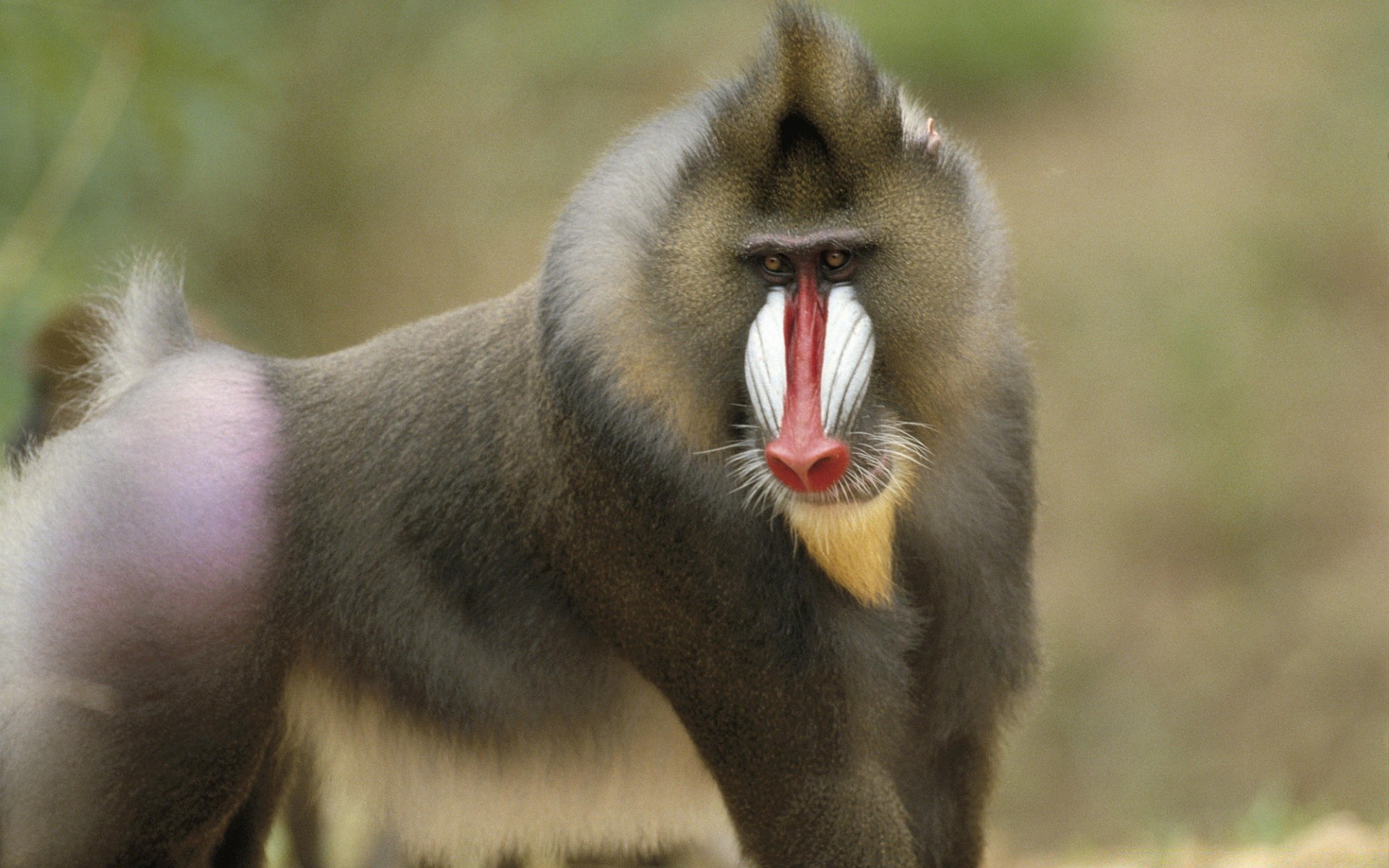 animales mamífero vida silvestre animal retrato piel zoológico naturaleza salvaje lindo al aire libre mono gato