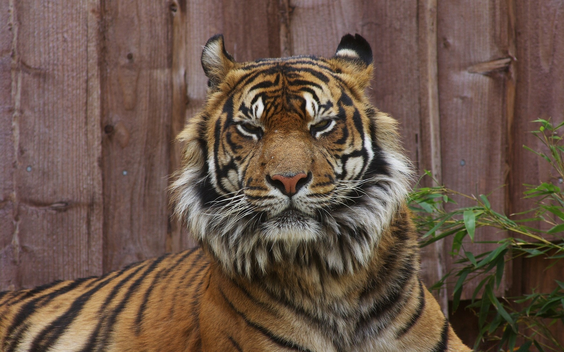 tiere tiger katze tierwelt streifen säugetier zoo raubtier jäger dschungel tier wild fleischesser safari pelz groß jagd kopf gefahr sibirisch natur