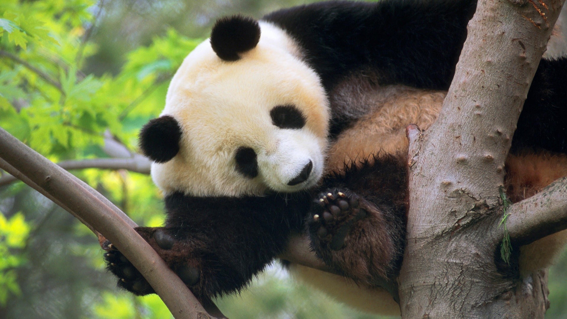 animales vida silvestre mamífero animal zoológico naturaleza salvaje madera al aire libre árbol retrato pelaje lindo