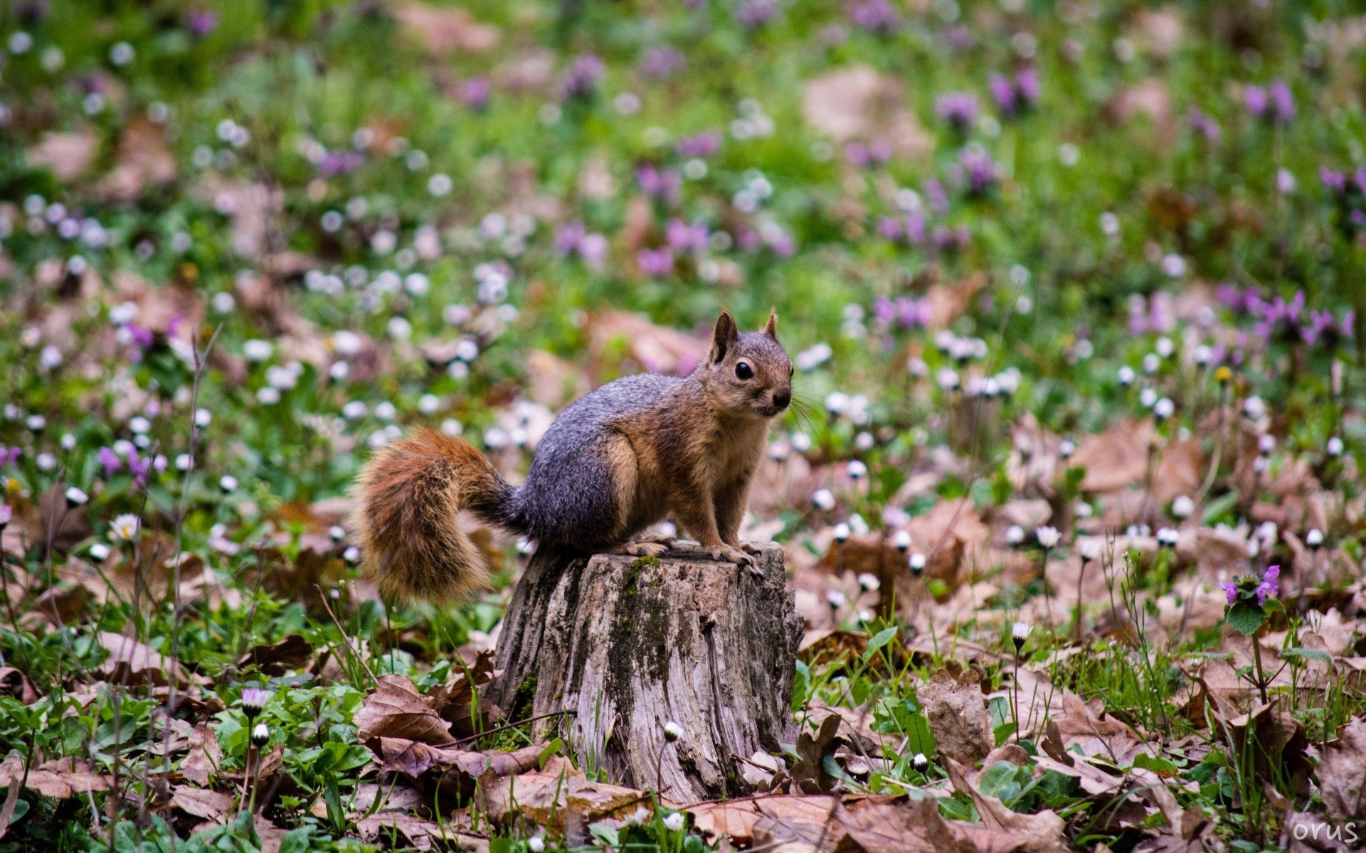 animals nature outdoors wood tree wildlife little squirrel mammal rodent wild park grass cute leaf