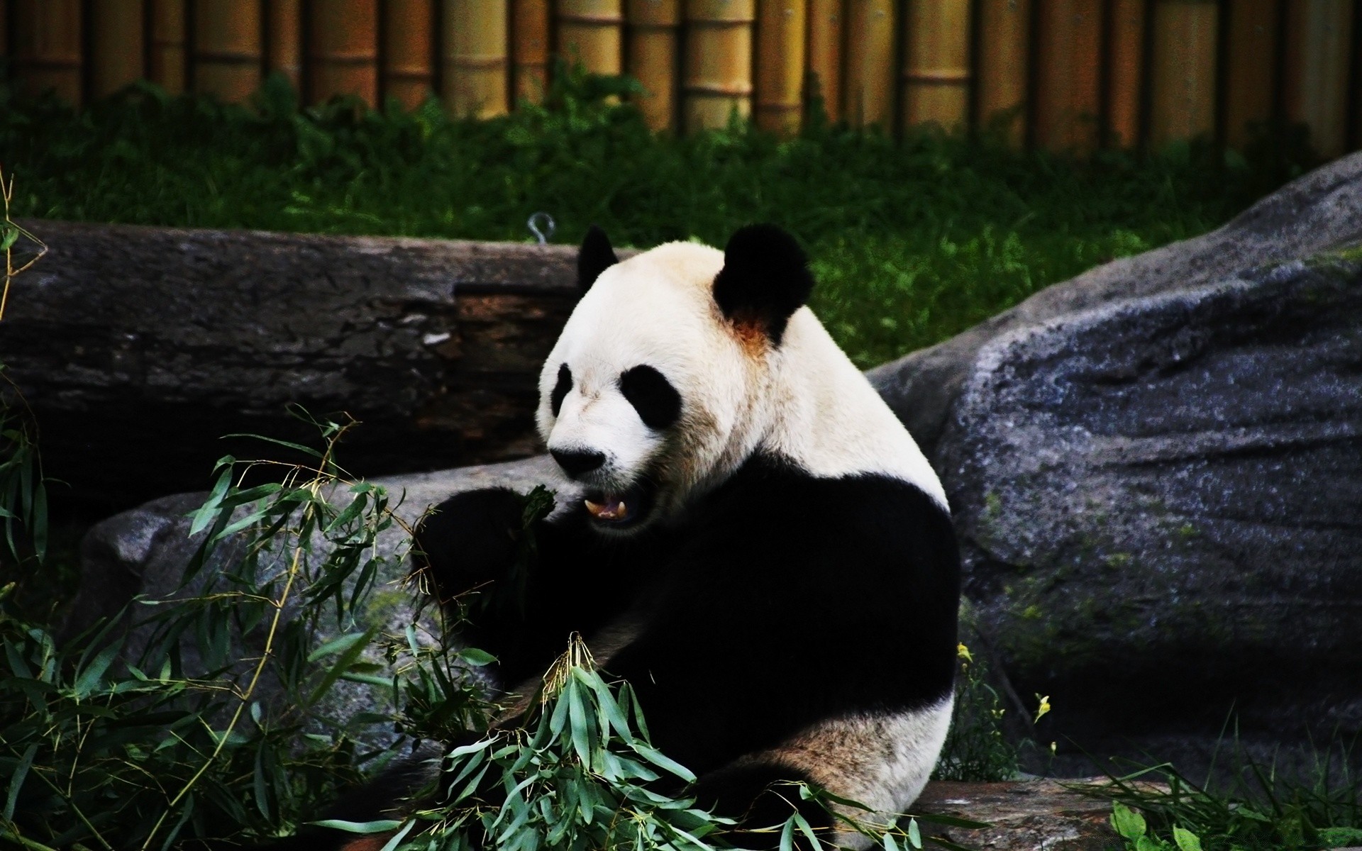 zwierzęta ssak natura przyroda na zewnątrz zoo trawa drewno portret jeden zwierzę