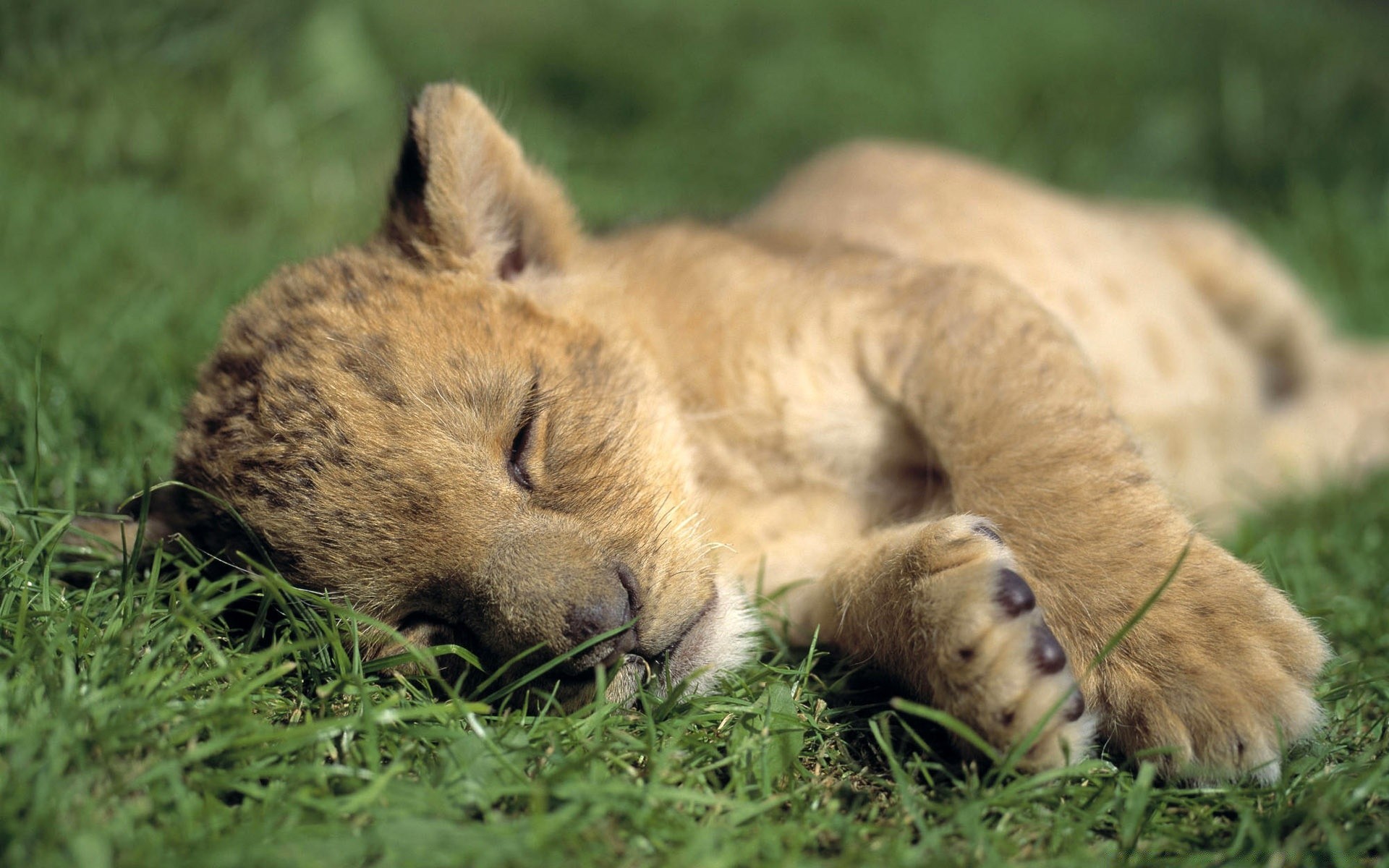 tiere säugetier tierwelt katze gras natur tier fell wild im freien niedlich zoo raubtier löwe fleischesser