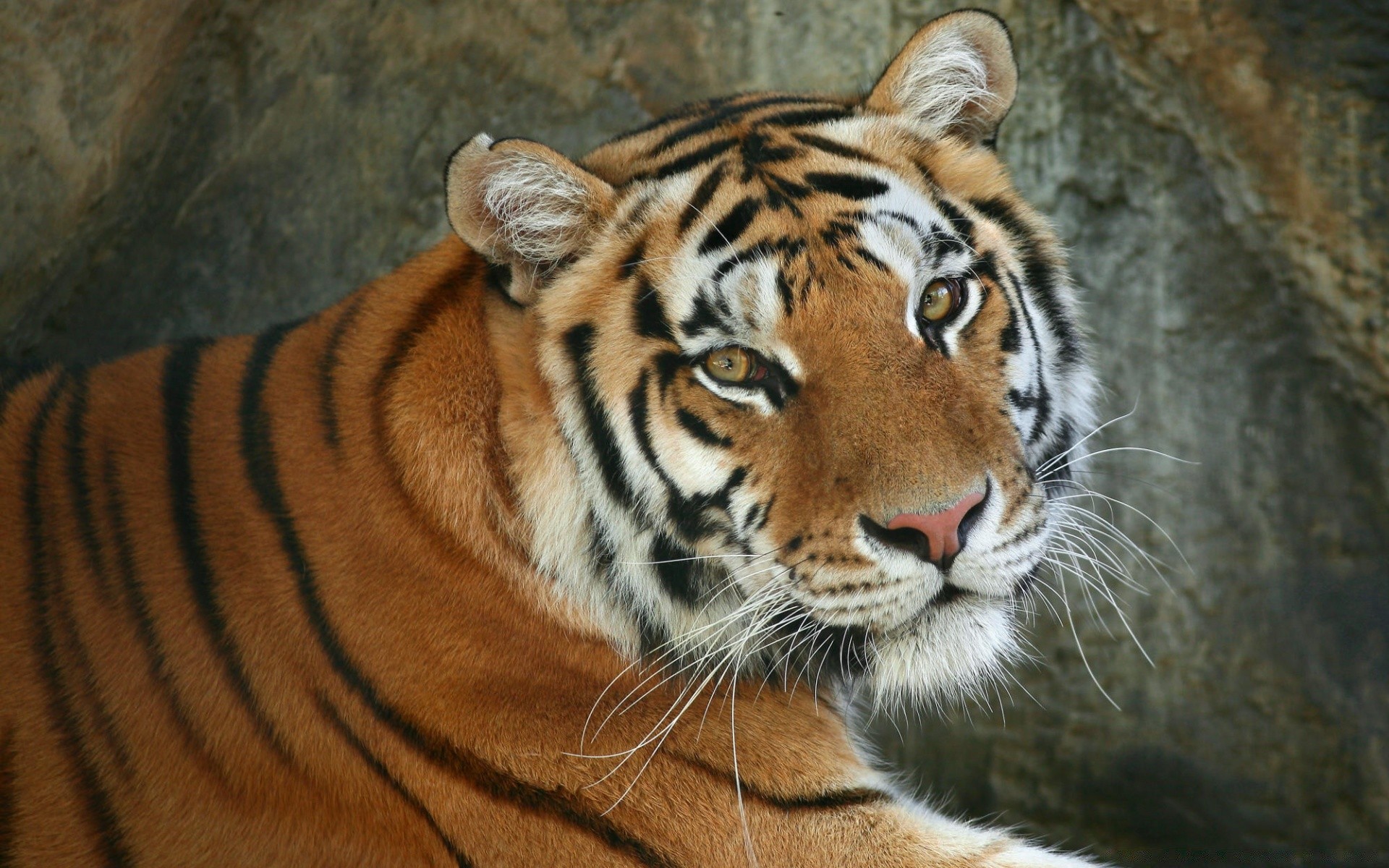 tiere tiger säugetier tierwelt katze zoo raubtier streifen tier jäger dschungel aggression auf der suche nach wild fleischesser groß kopf porträt