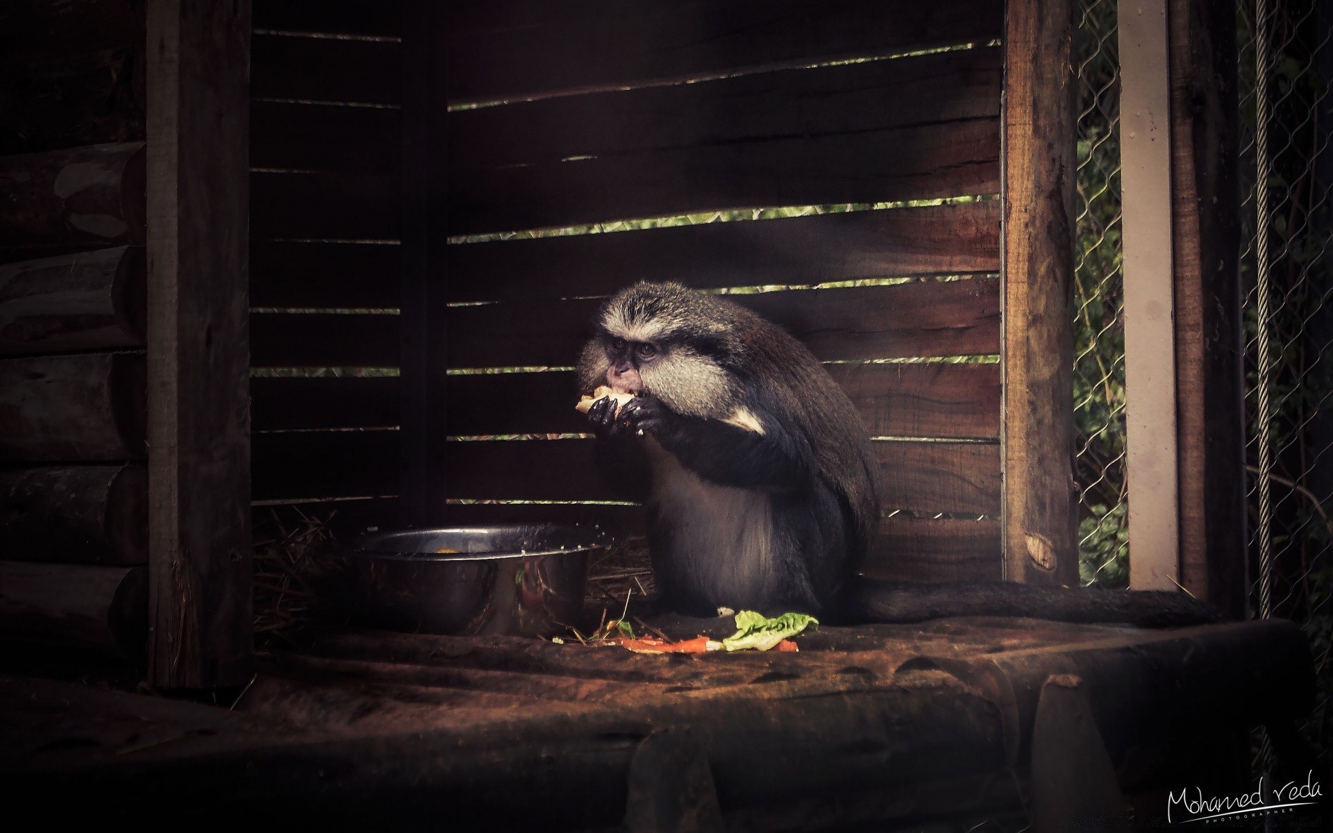 animais madeira mamífero sozinho vida selvagem jardim zoológico