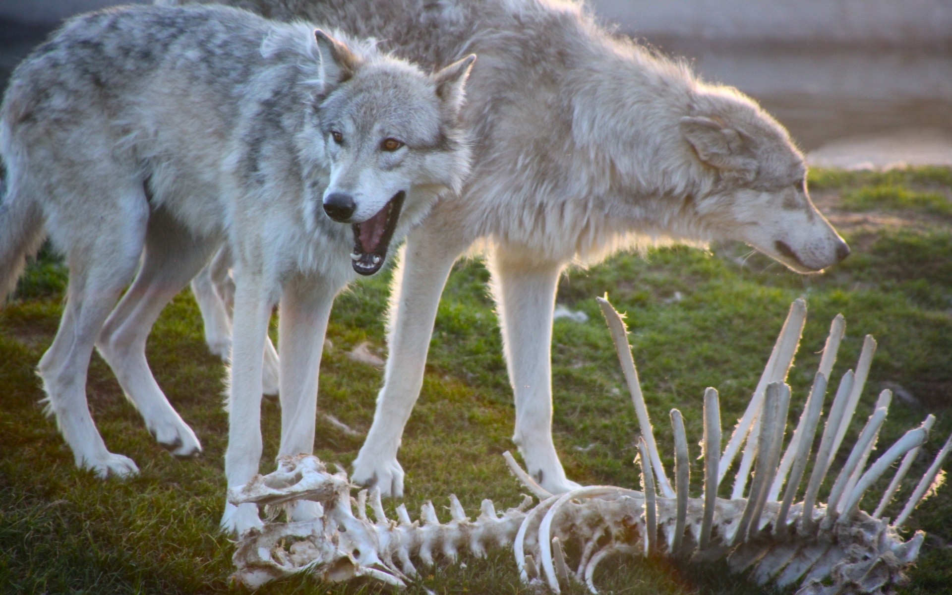 animais natureza vida selvagem lobo mamífero animal selvagem predador grama cinegrafista gelado cinza ao ar livre comedor de carne