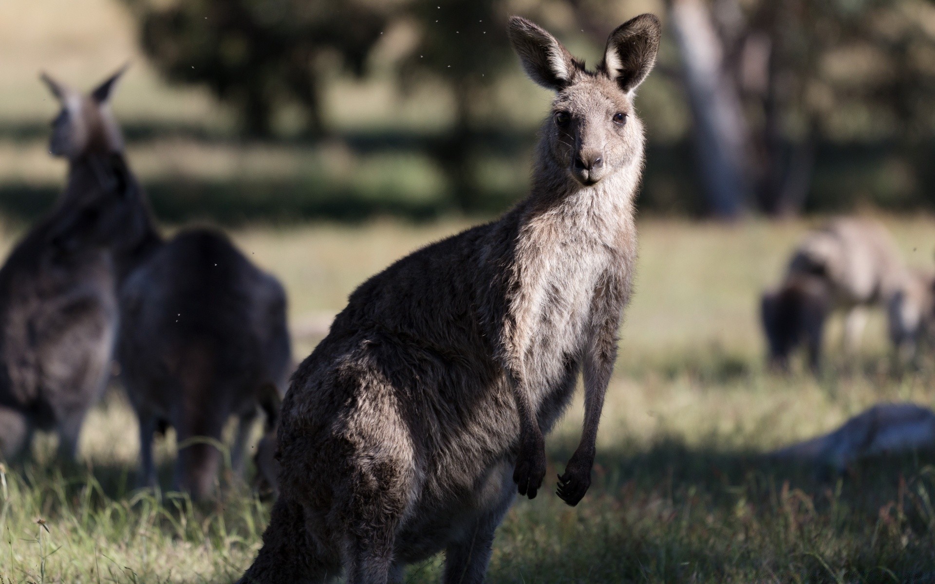 animales mamífero hierba vida silvestre animal heno naturaleza salvaje al aire libre campo marsupial dos canguro ciervo pelaje retrato