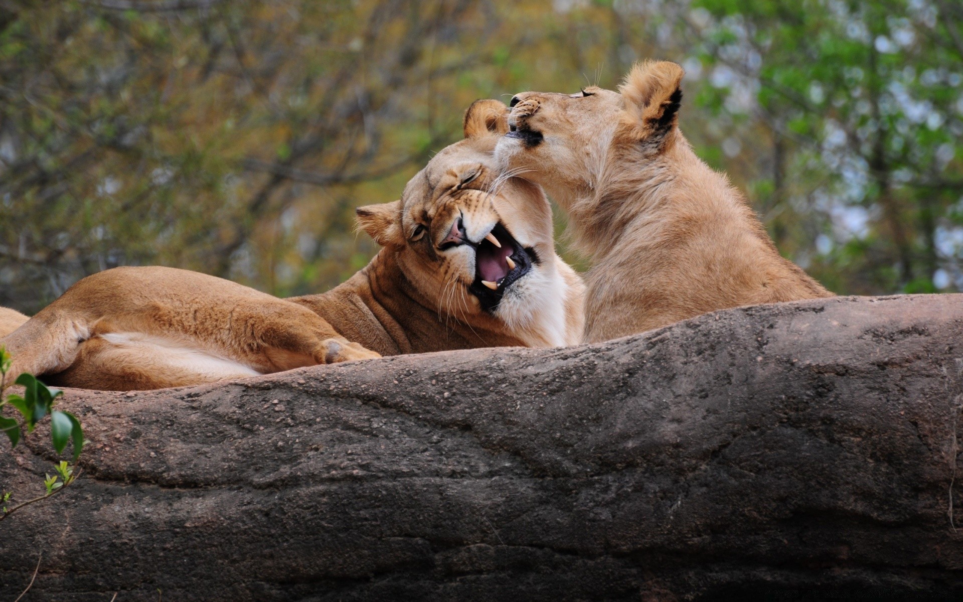 animali mammifero fauna selvatica leone gatto predatore animale natura selvaggio safari cacciatore leonessa zoo mangiatore di carne all aperto parco