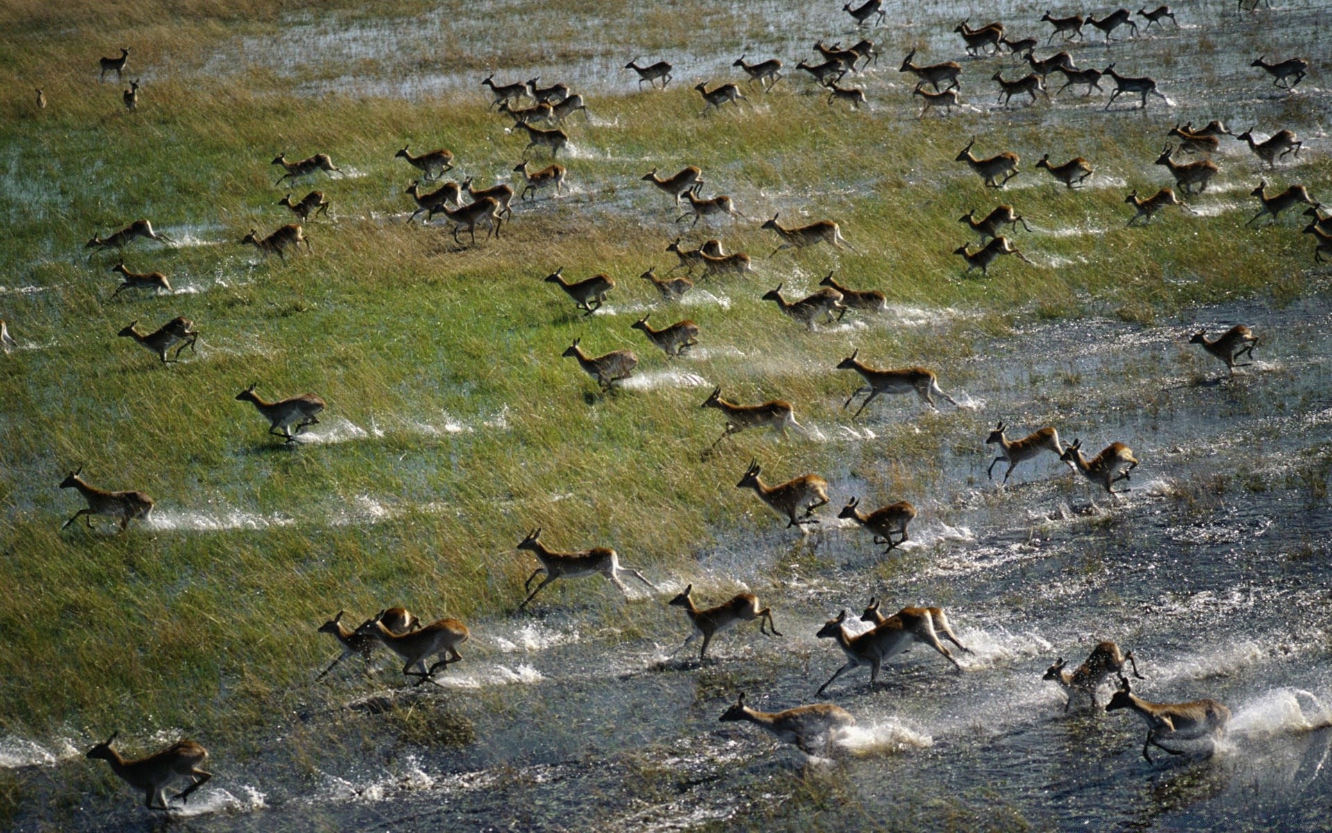 animals water bird nature outdoors wildlife river duck goose lake pool reflection wild animal environment winter poultry fall seagulls rock