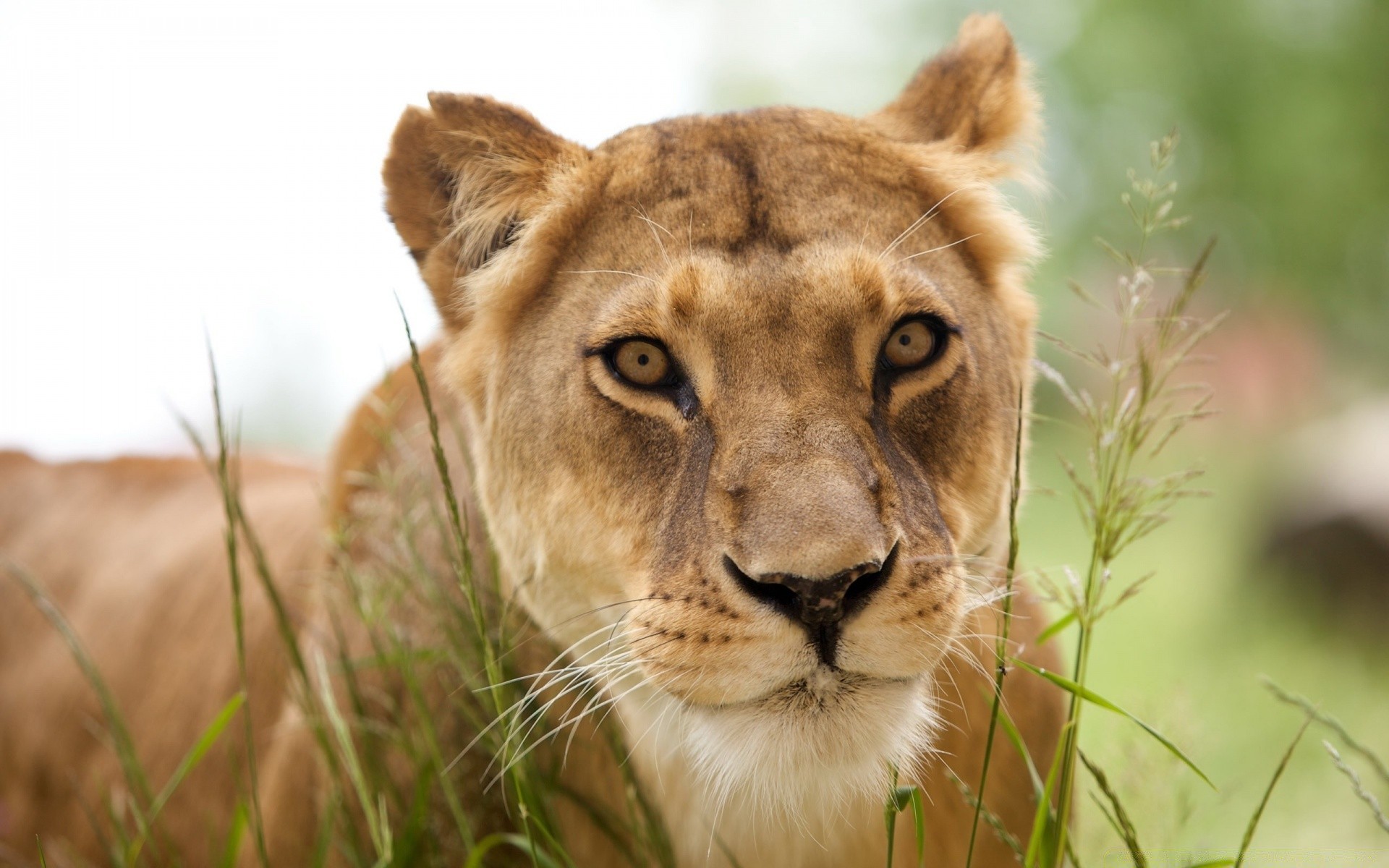 animais gato vida selvagem leão animal natureza predador mamífero grama selvagem safari caçador comedor de carne olho retrato pele jardim zoológico