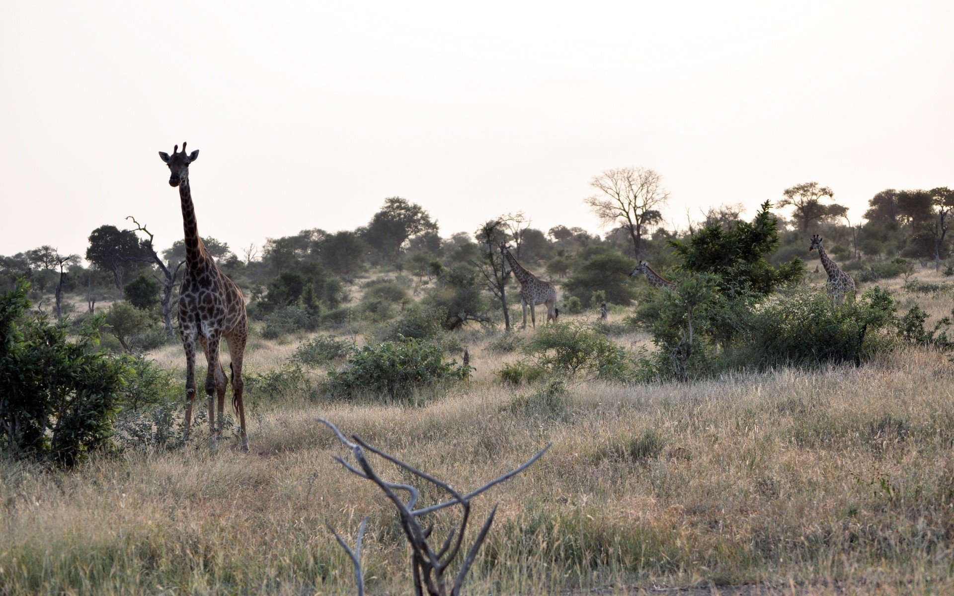 animals savanna safari giraffe wildlife nature mammal tree grass landscape travel bush outdoors grassland serengeti wild environment antelope sky park