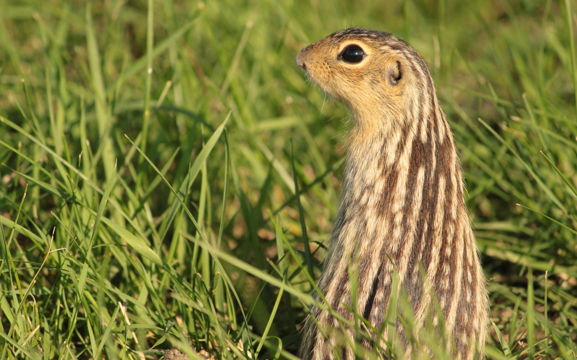 tiere gras tierwelt natur tier wenig niedlich wild