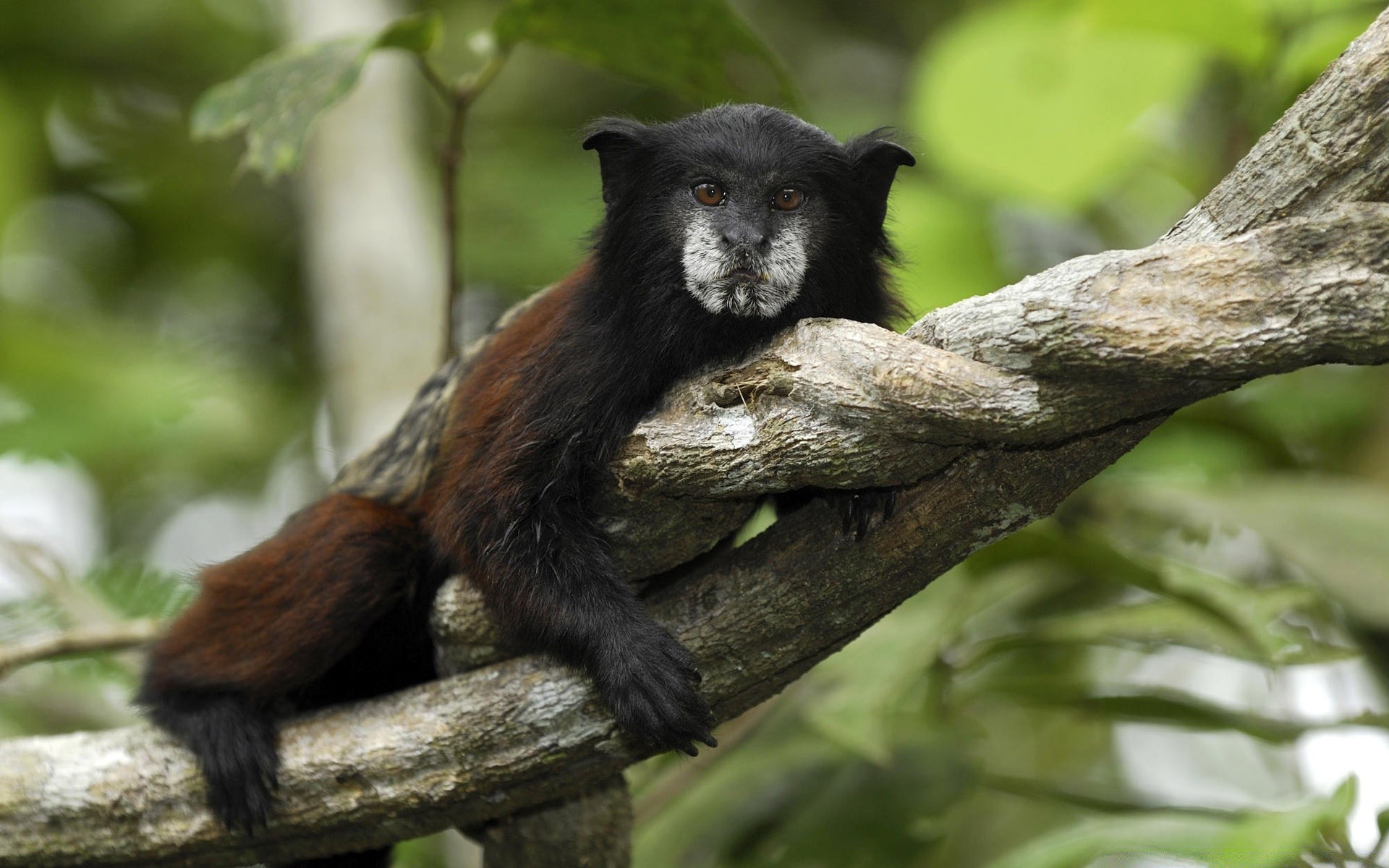 animais vida selvagem mamífero madeira madeira primata natureza macaco ao ar livre fofa floresta tropical sentar-se selva espécie em extinção jardim zoológico visualização selvagem pele luz do dia retrato