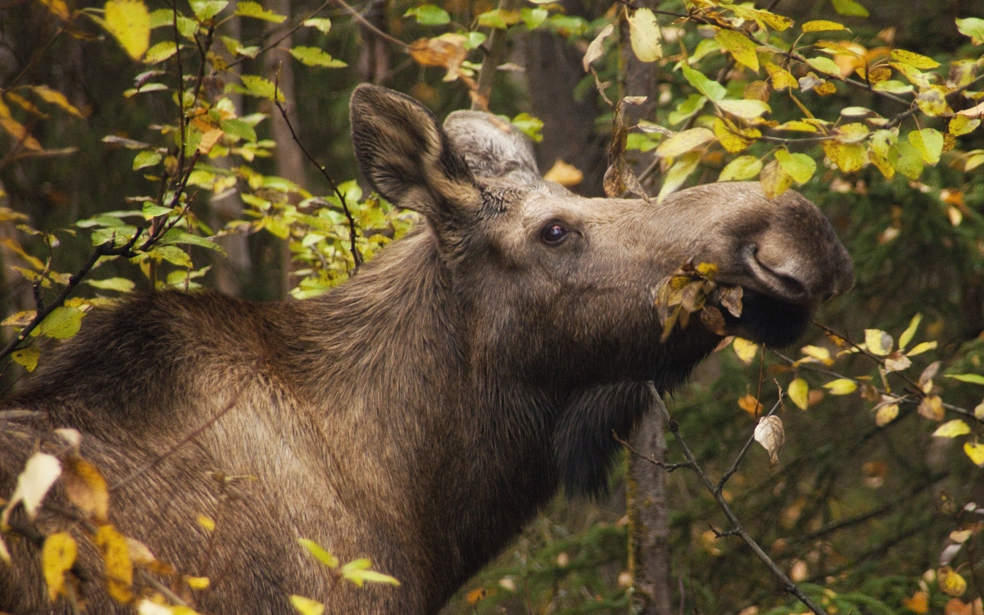 tiere säugetier tierwelt holz natur im freien hirsch tier baum park fell elch gras