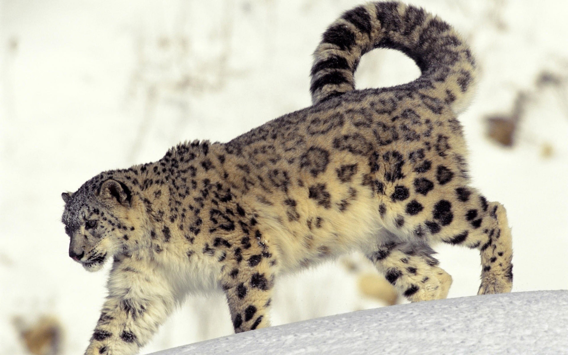 животные кошка млекопитающее дикой природы животное леопард хищник портрет природа зоопарк дикий мех большой мясоед гепард