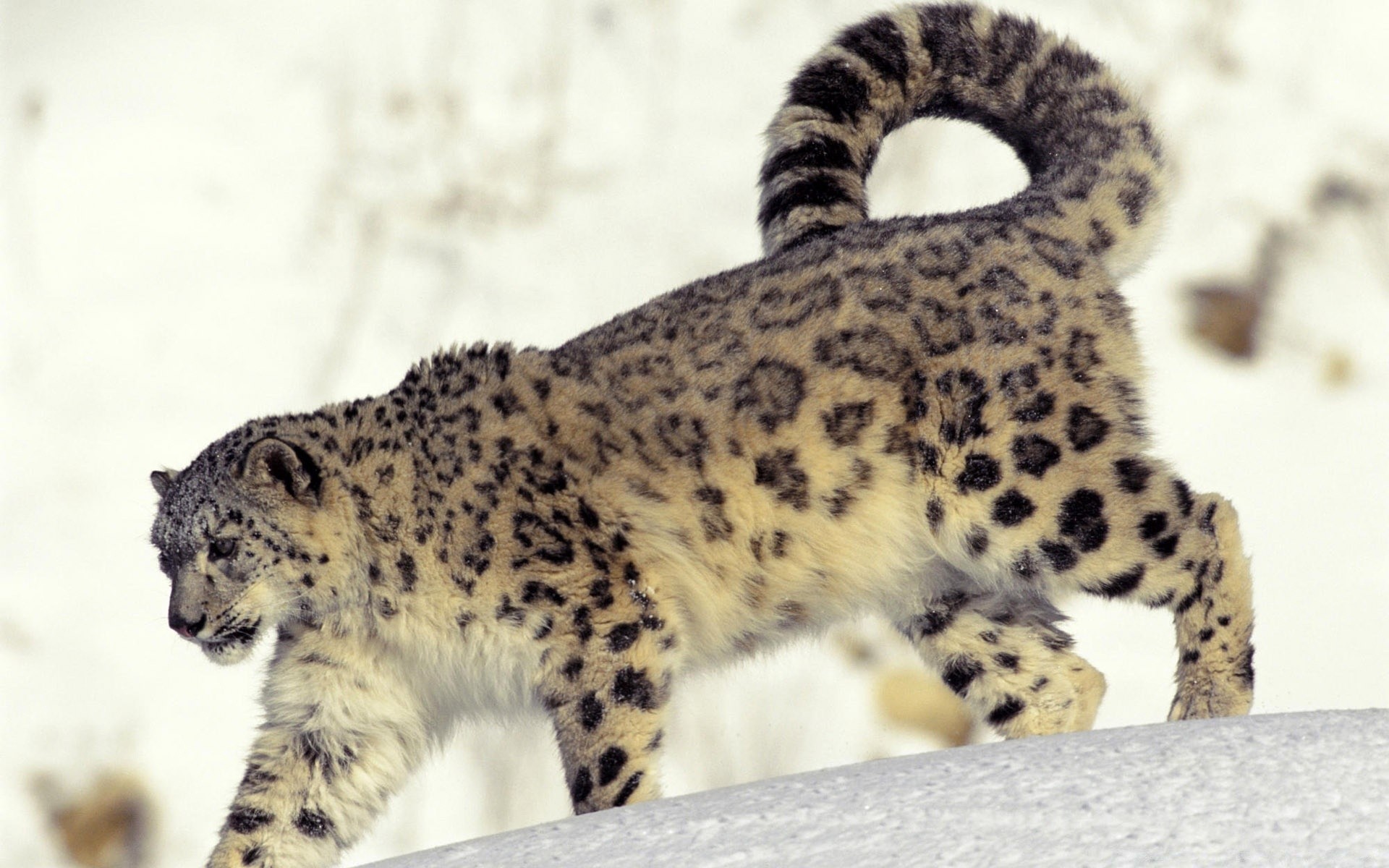 zwierzęta kot ssak przyroda zwierzę lampart drapieżnik portret natura zoo dziki futro duży mięsożerca gepard