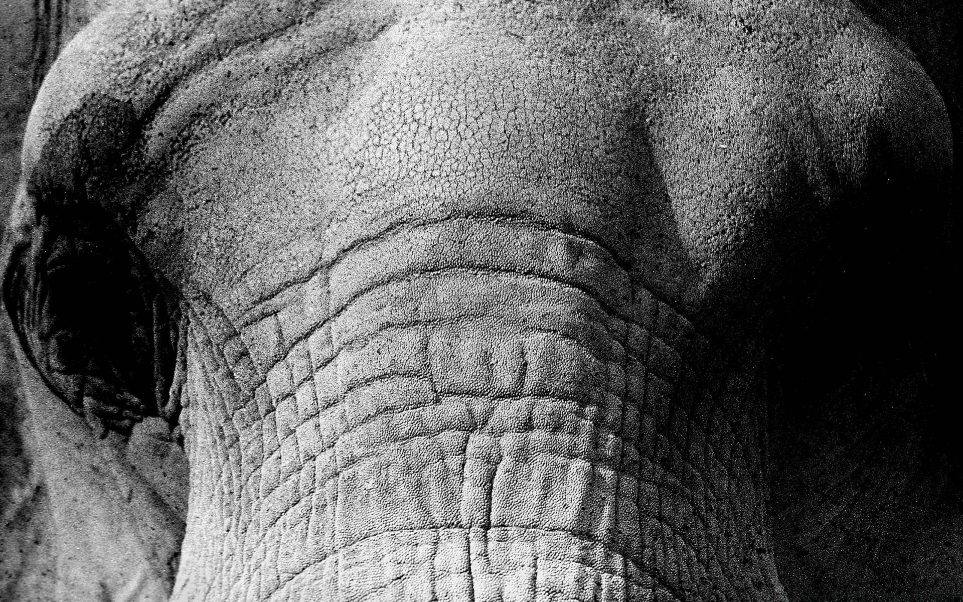 animais elefante monocromático textura velho força tronco couro forte homem animal cinza rude