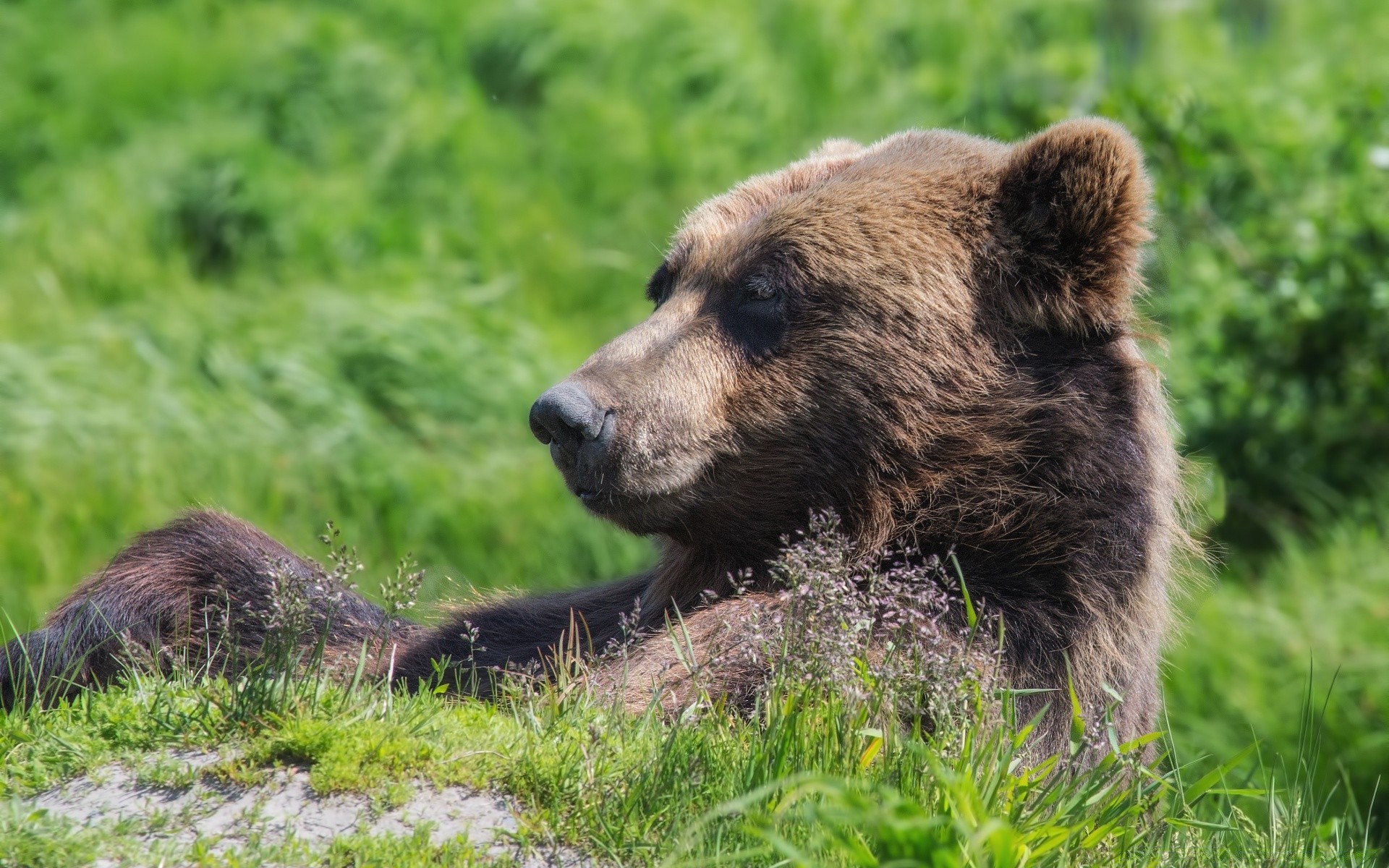 tiere säugetier tierwelt natur gras tier raubtier wild grizzly fell im freien fleischesser heuhaufen