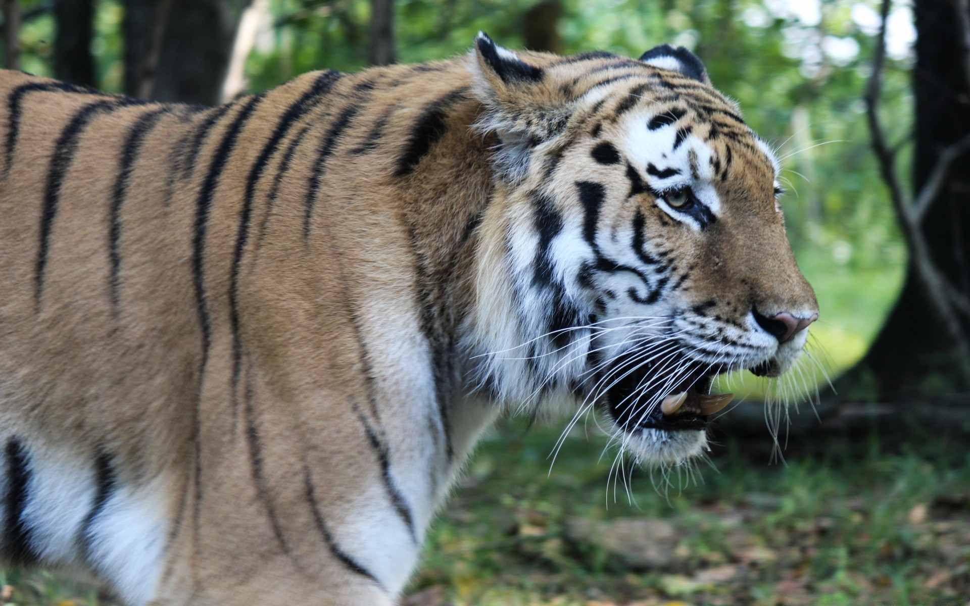 animais vida selvagem gato mamífero tigre predador animal selvagem grande comedor de carne jardim zoológico selva pele caçador perigo natureza safari caça olhando zangado olho