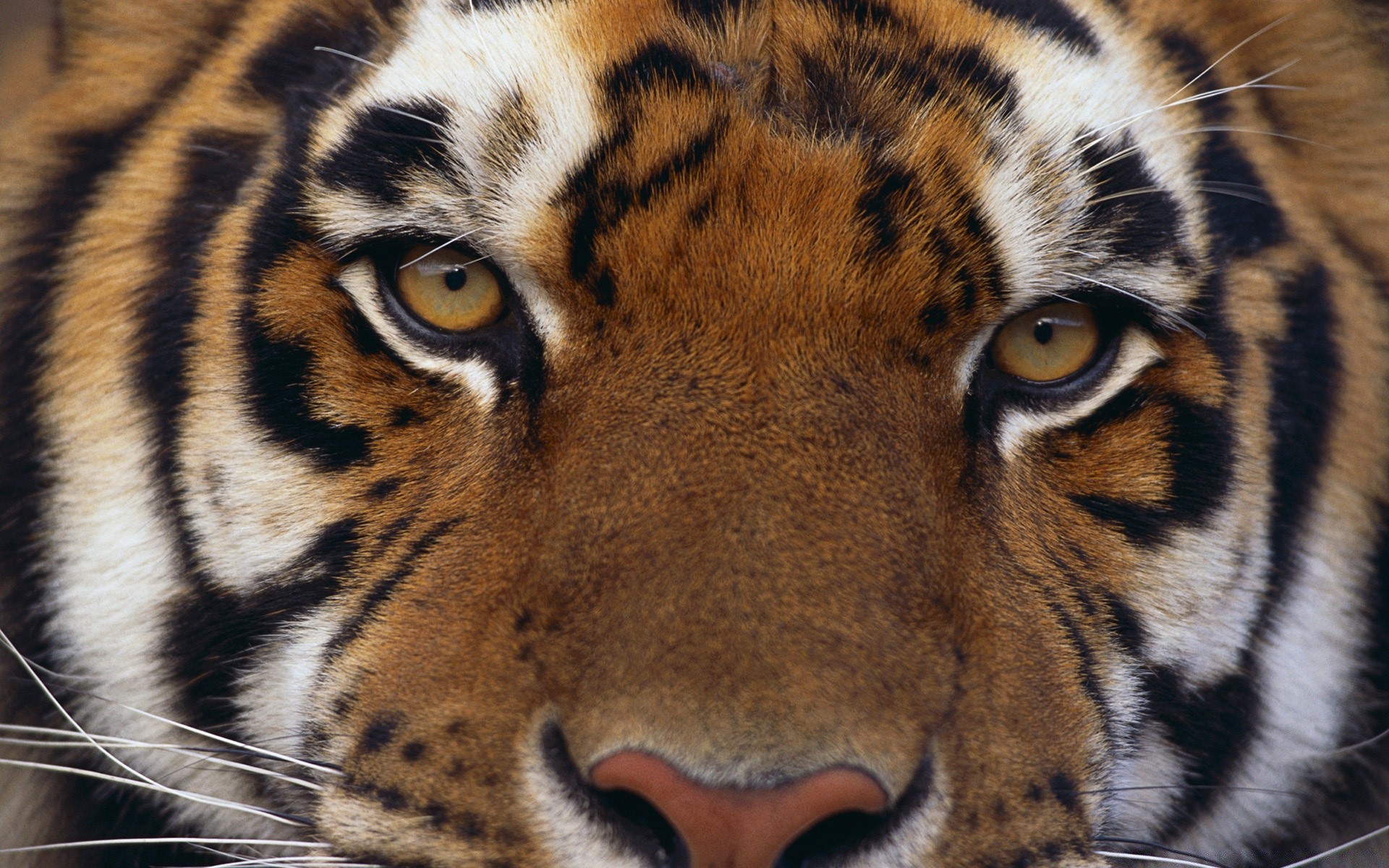 zwierzęta tygrys kot dzika przyroda zoo dżungla drapieżnik zwierzę mięsożerca ssak safari duży pasek futro syberyjski tygrysica tigris myśliwy pantera dziki patrząc