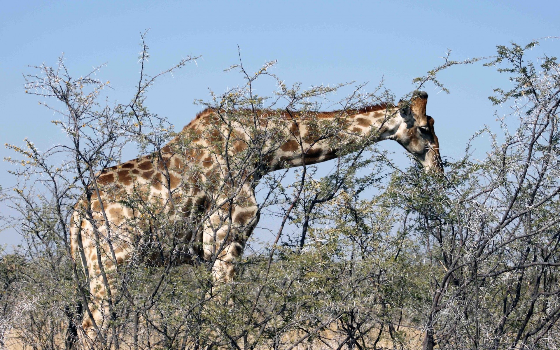 tiere natur tierwelt baum tier im freien säugetier himmel safari wild giraffe kruger busch park umwelt reserve holz national hoch savanne