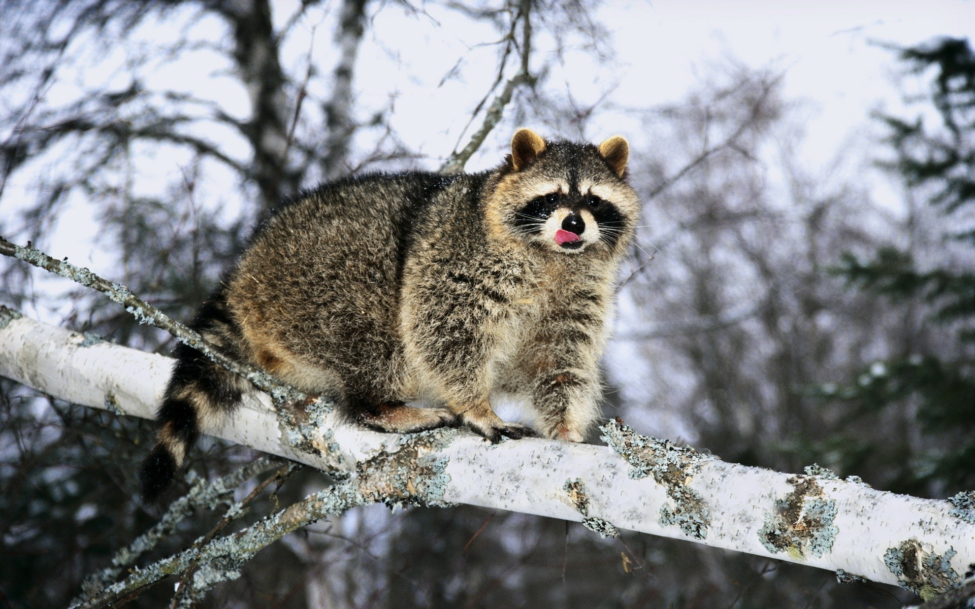 animali natura fauna selvatica mammifero animale selvaggio all aperto legno legno neve ritratto inverno grigio pelliccia