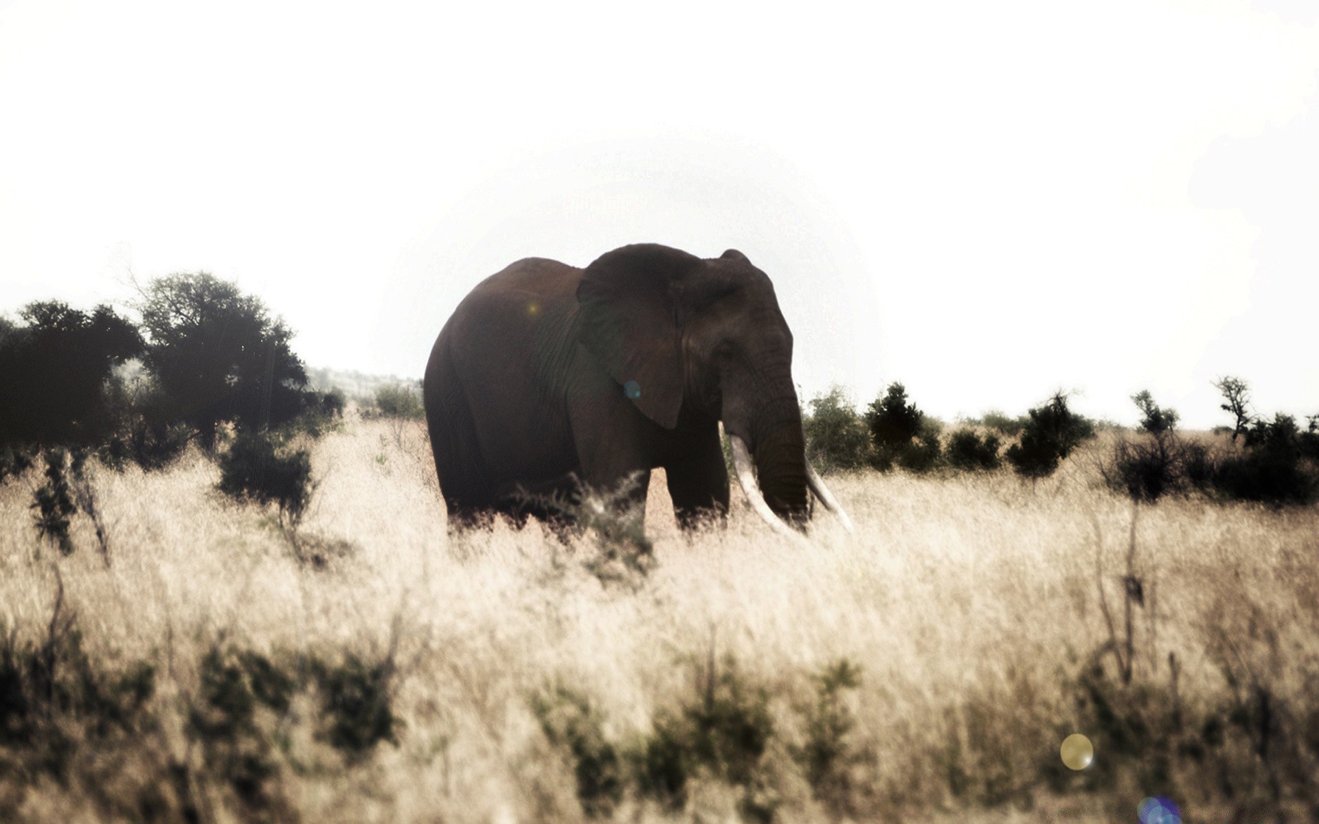 animals mammal elephant wildlife animal safari african elephant grass outdoors grassland wild savanna