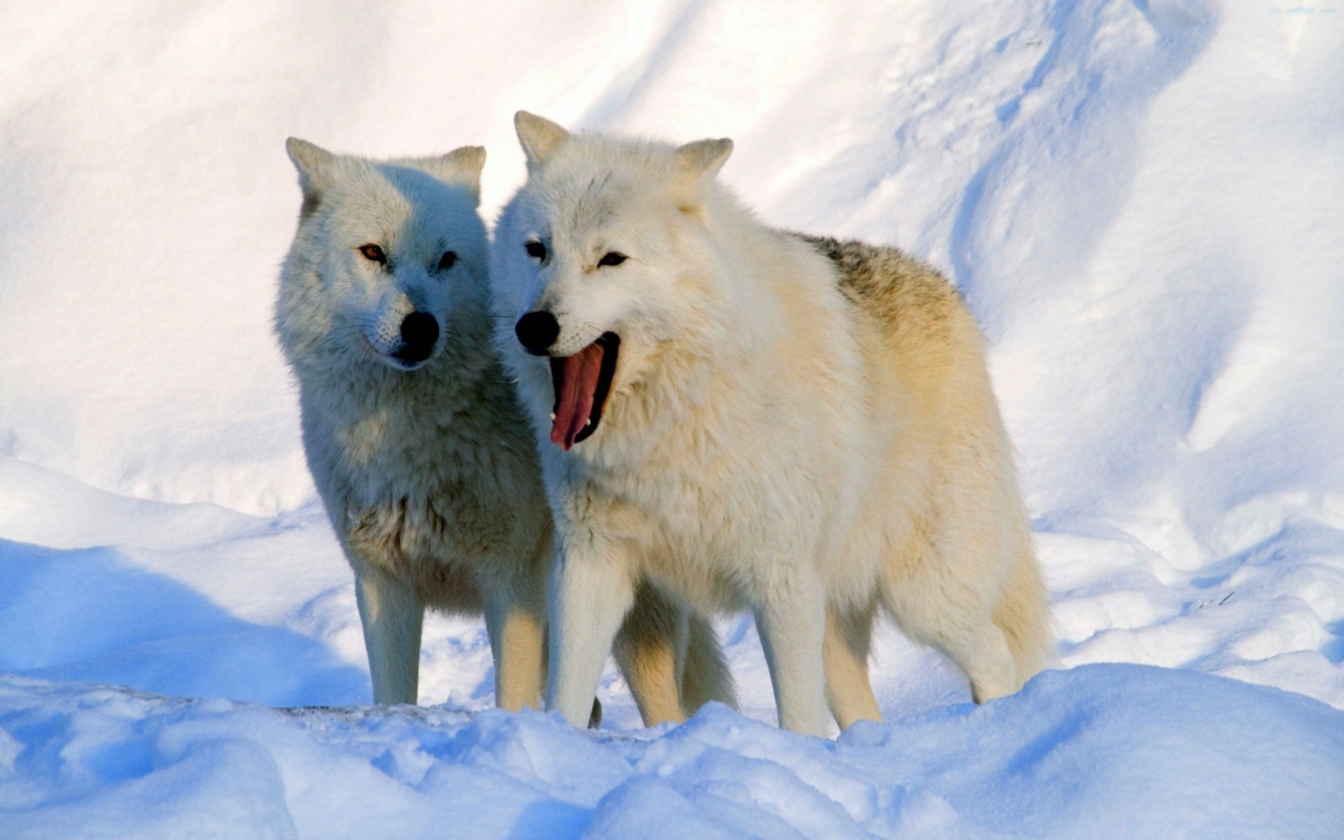 природа животные горы снег полярный волк загрузить