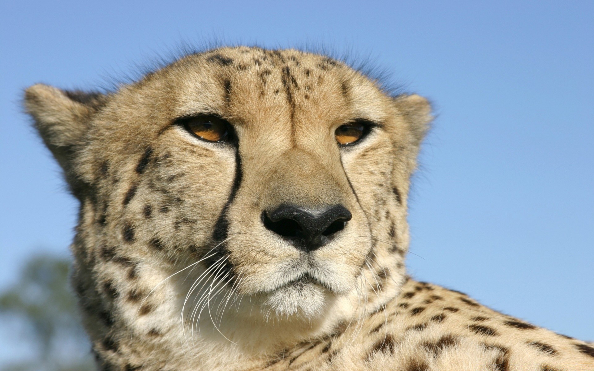 animais vida selvagem mamífero gato animal predador selvagem safari natureza chita comedor de carne pele caçador jardim zoológico retrato grande olho