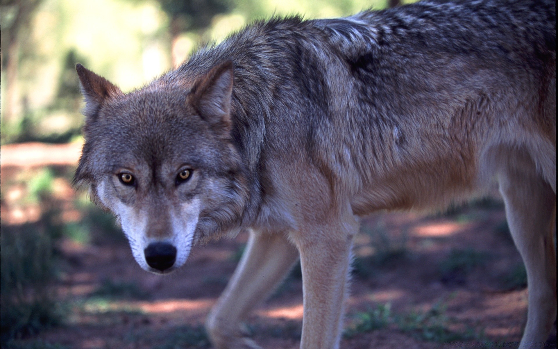 animali lupo mammifero canino cane fauna selvatica predatore natura selvaggio canis pelliccia ritratto animale zoo legno mangiatore di carne visualizzazione grigio occhio all aperto