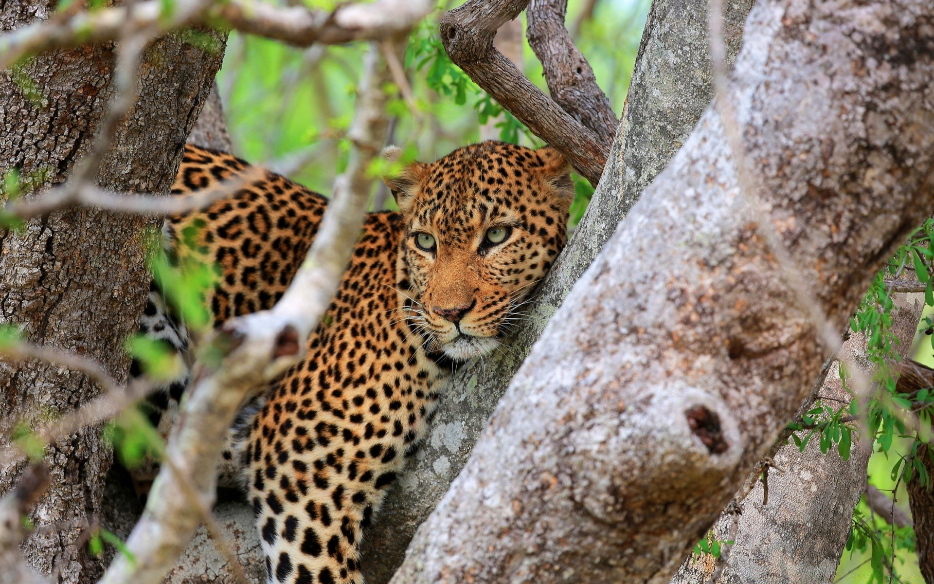 animaux faune nature sauvage mammifère chat animal