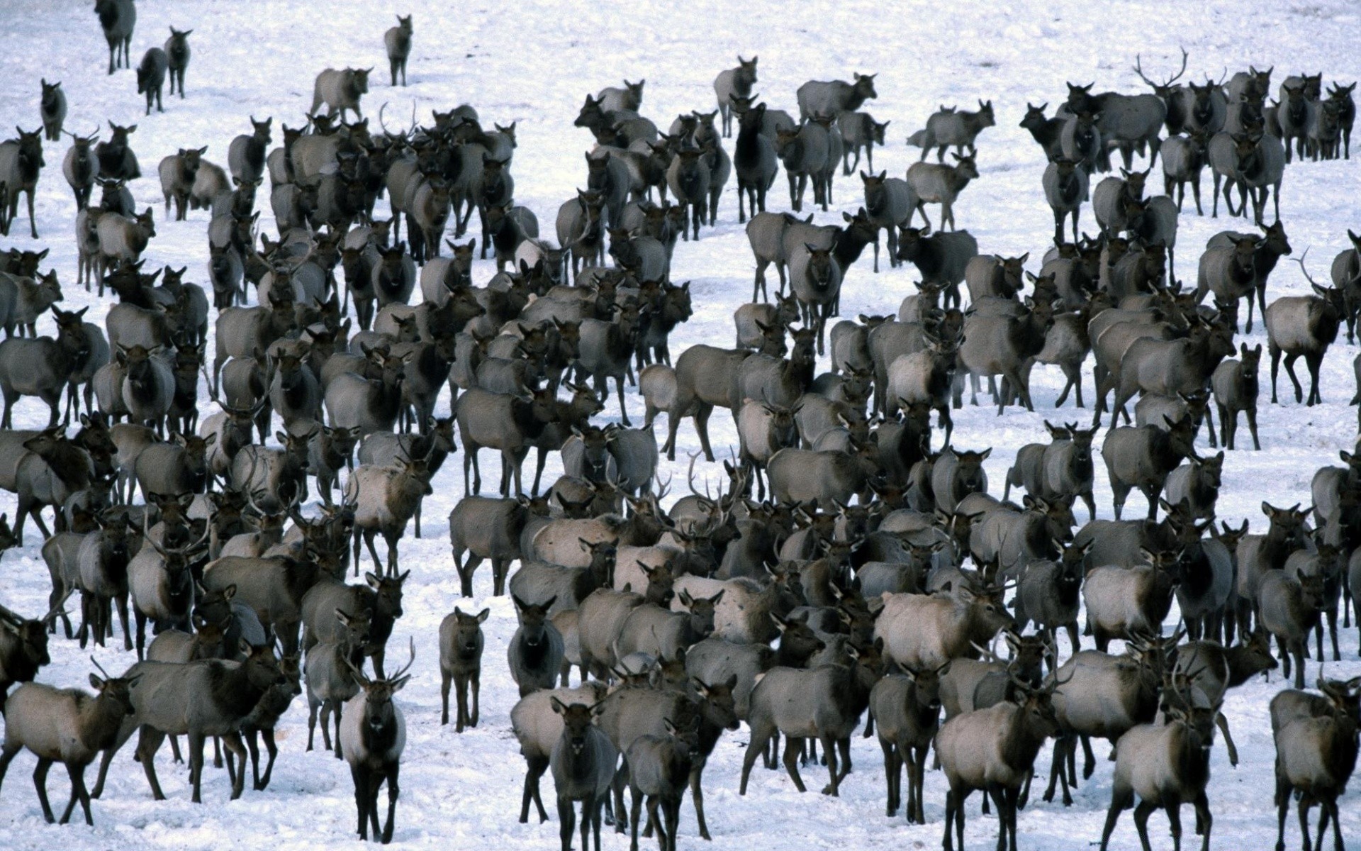 animals many winter mammal outdoors sheep group herd wildlife snow livestock cold