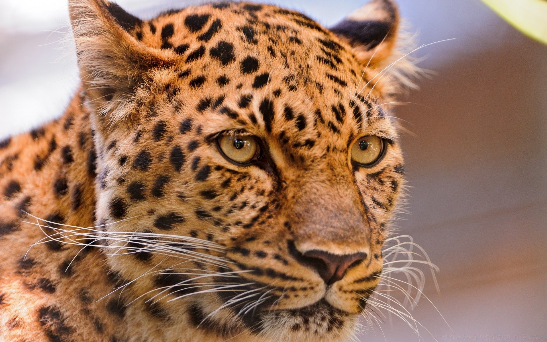 animaux chat faune léopard mammifère animal prédateur zoo fourrure safari oeil chasseur mangeur de viande grand tigre