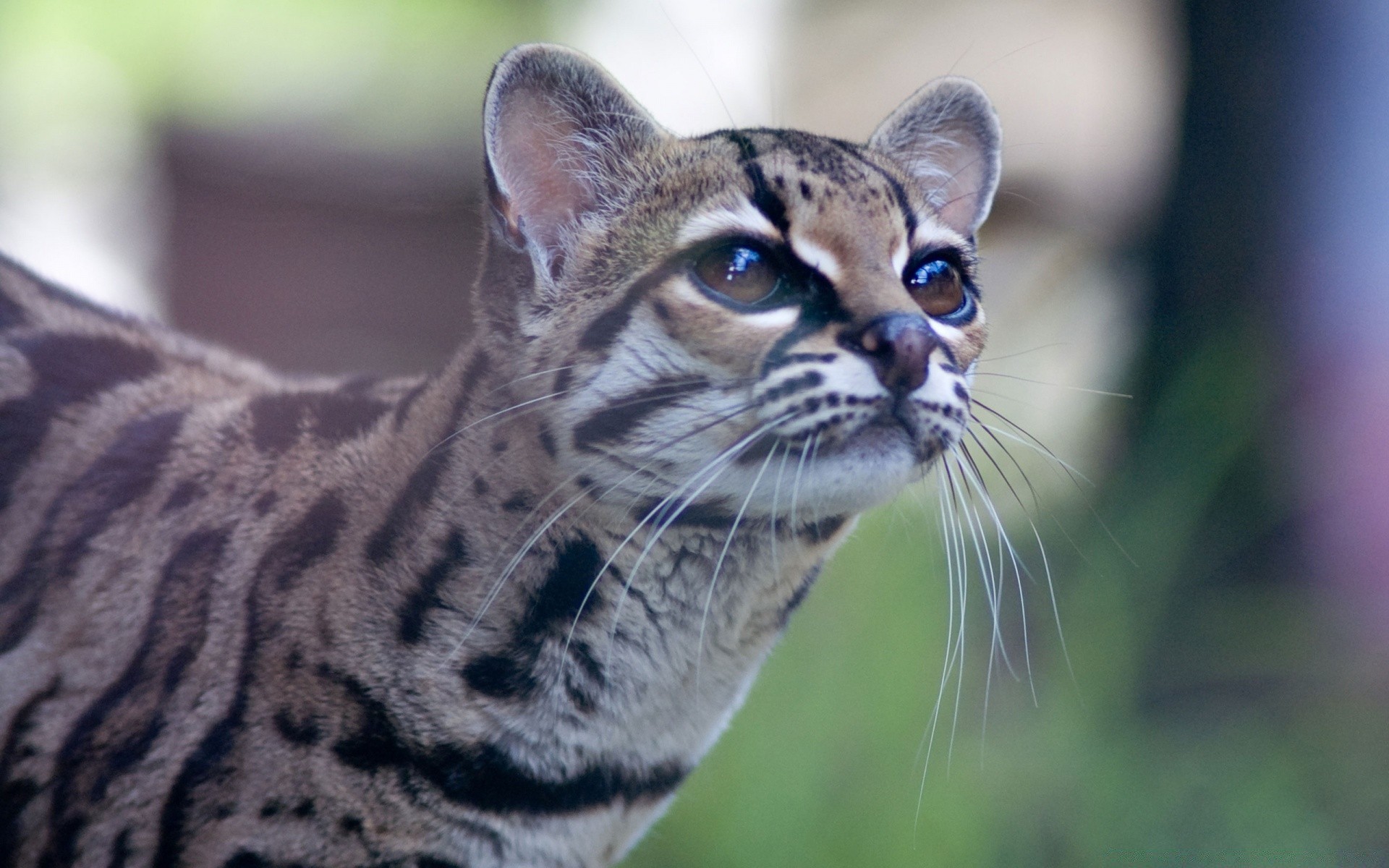 animaux chat animal la faune la nature mammifère fourrure portrait oeil sauvage zoo prédateur tête mignon moustache