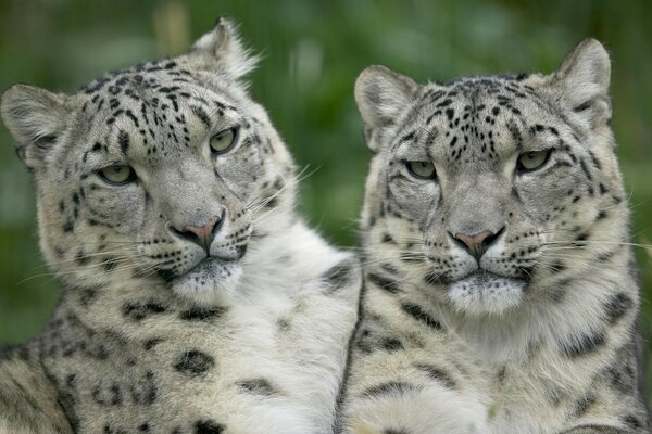 The extraordinary beauty of a wild cat