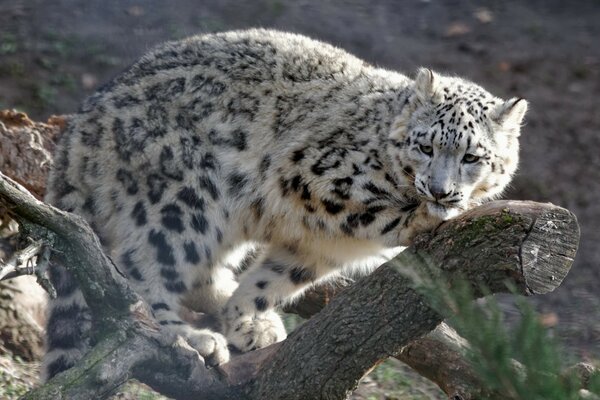 A snow leopard is sitting on a tree