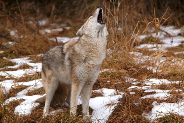 Wolf on the background of wild nature