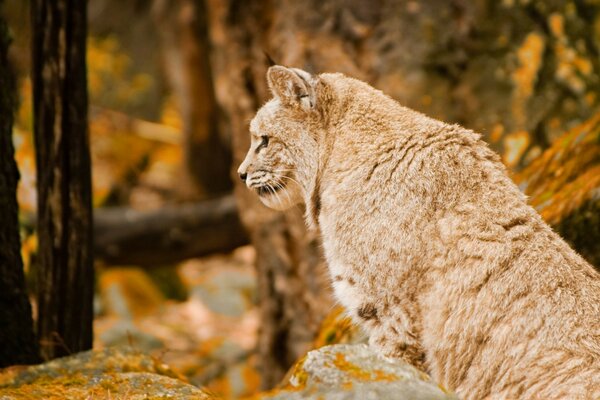 Gatto selvatico fuso con il paesaggio