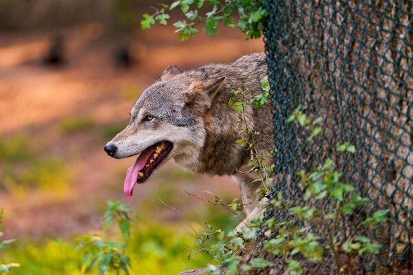 Un lobo con la lengua sacada se asoma por detrás de un árbol