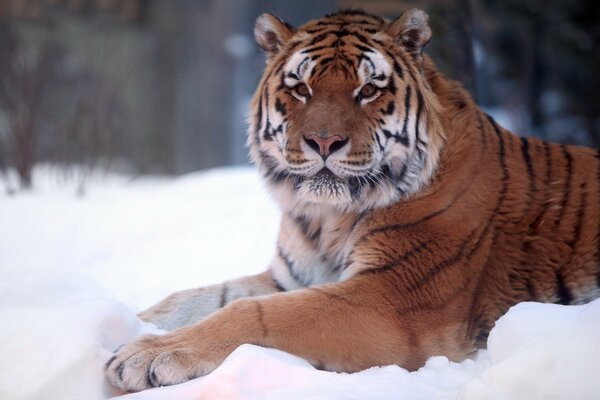 Ein anmutiger Tiger liegt im Schnee