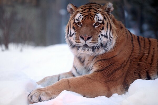 Tigre gracioso deitado na neve