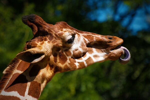 Die Giraffe hält sich an seine Zunge